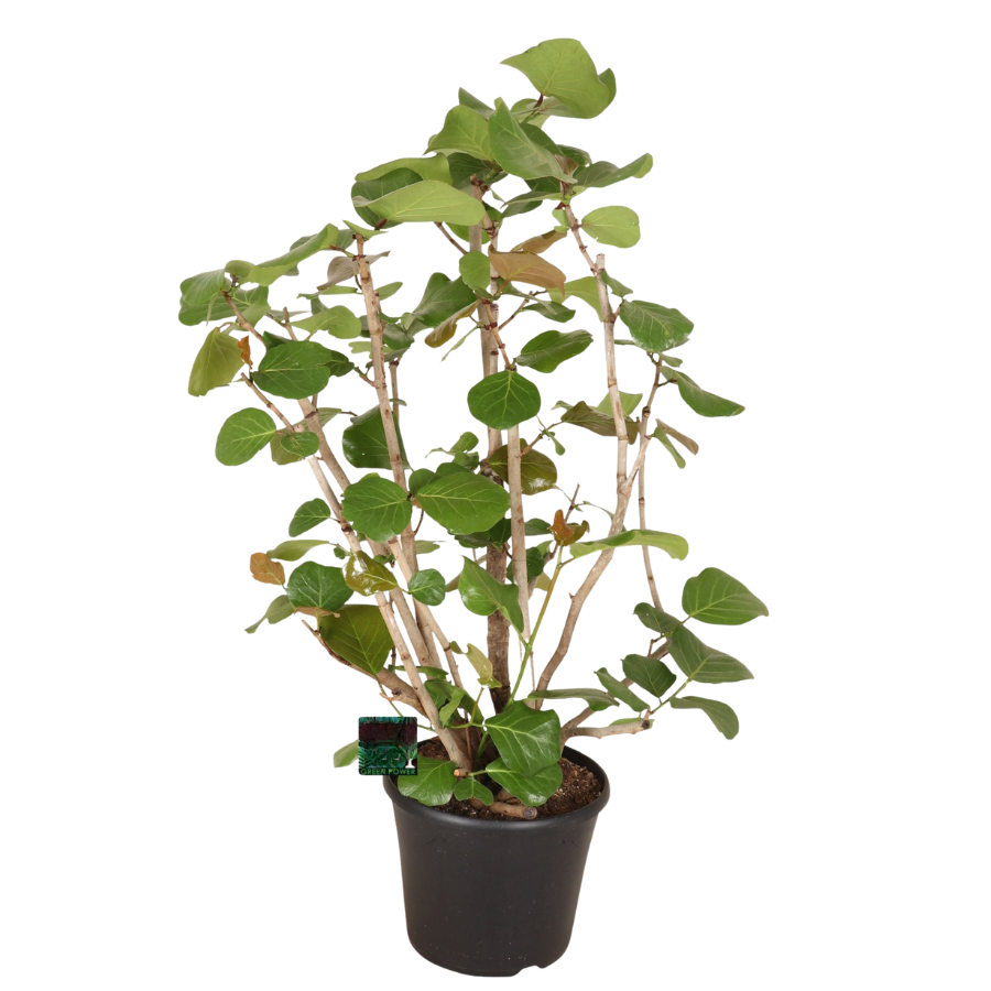 Verzorgingstips Coccoloba